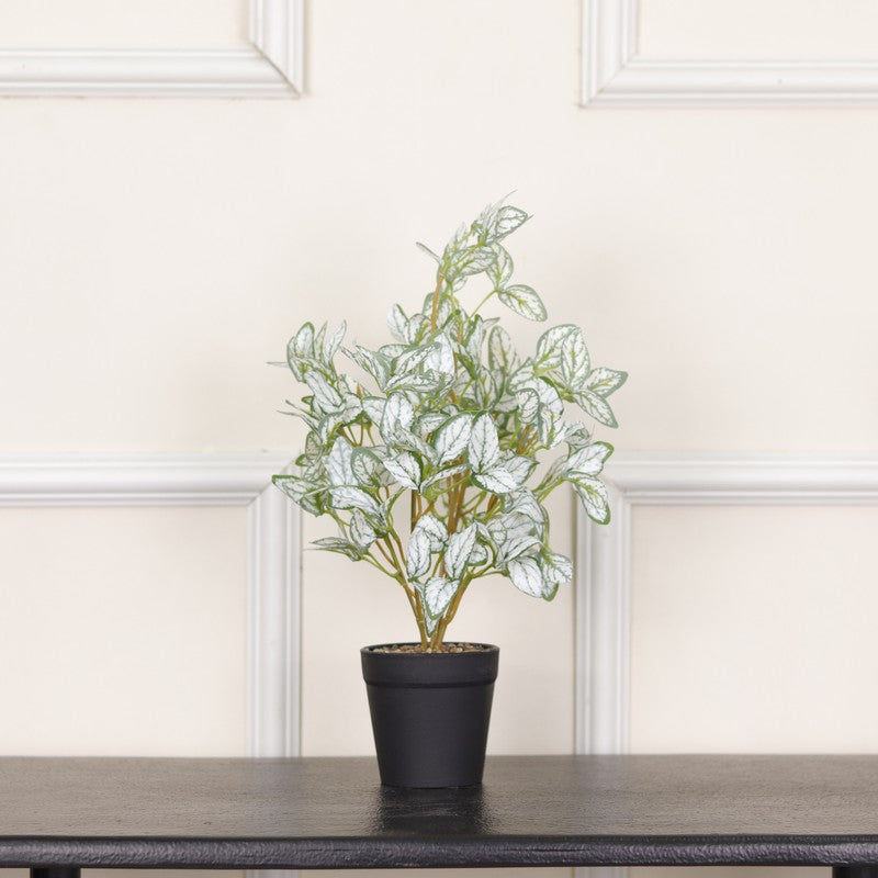 Artificial Ficus Starlight Plant With Black Fiber Pot - 1 Feet media 3