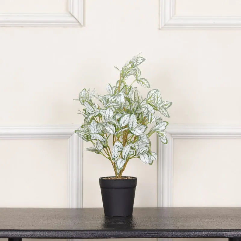 Artificial Ficus Starlight Plant With Black Fiber Pot - 1 Feet media 3