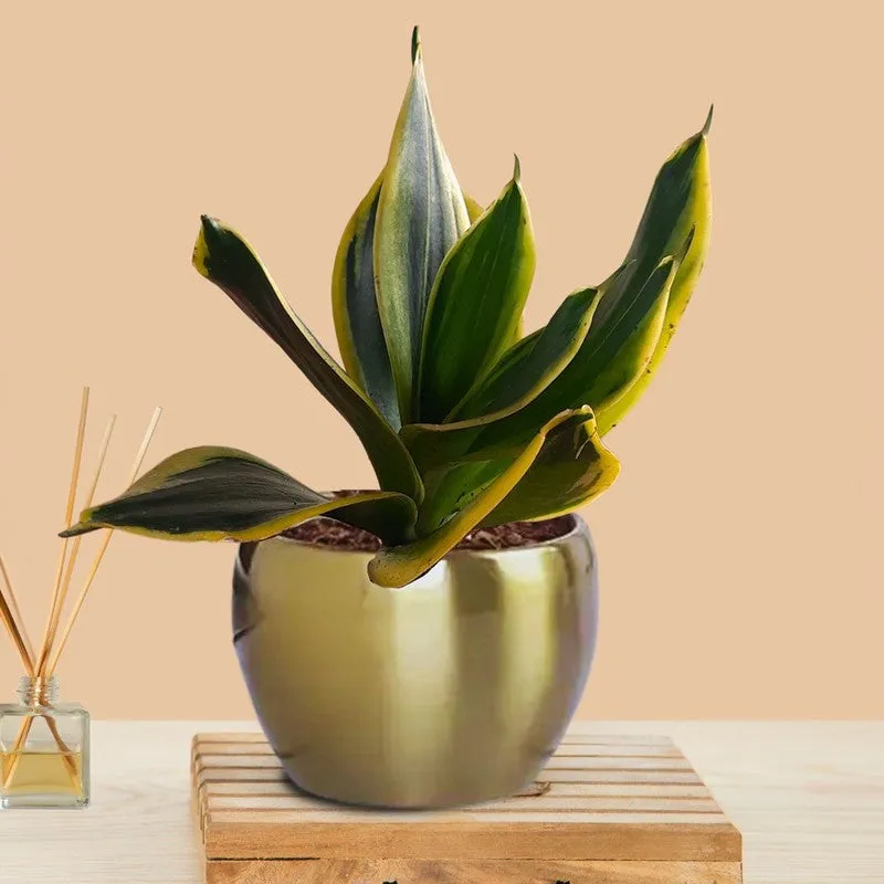 Greenkin Golden Snake Live Plant media 3