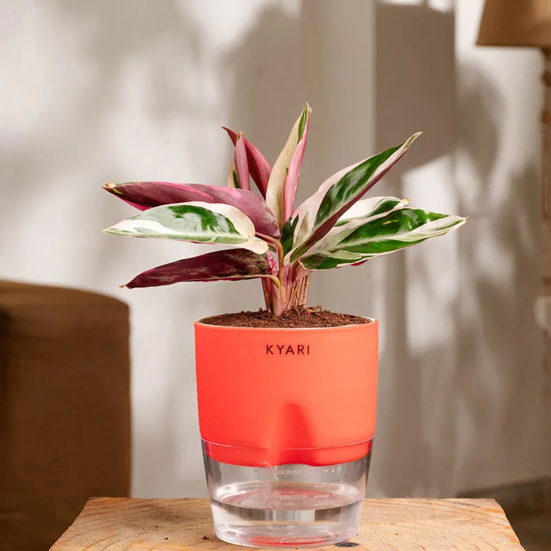 Kyari Calathea Triostar With Self Watering Pot - Red media 1