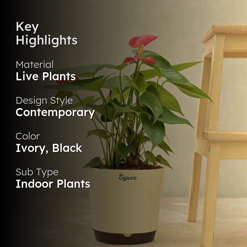 Ugaoo Anthurium Red Flamingo Plant - Big media 2