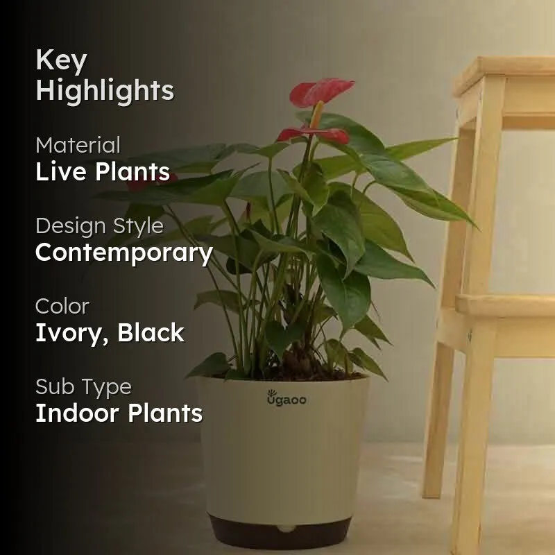 Ugaoo Anthurium Red Flamingo Plant - Big media 2