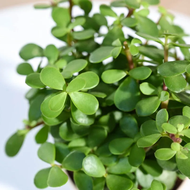 Ugaoo Jade Mini Plant-Small media 4