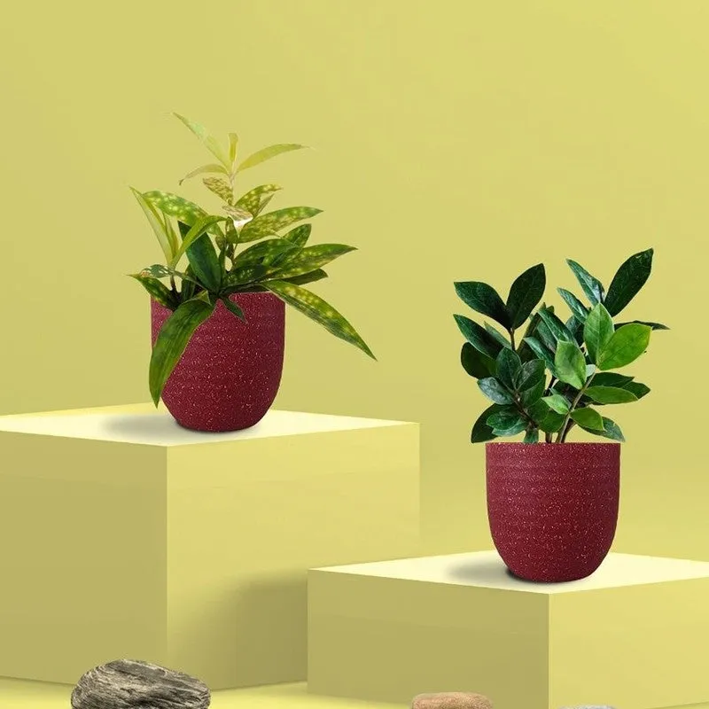 Greenkin ZZ & Bamboo Live Plants (Red) - Set Of Two media 3