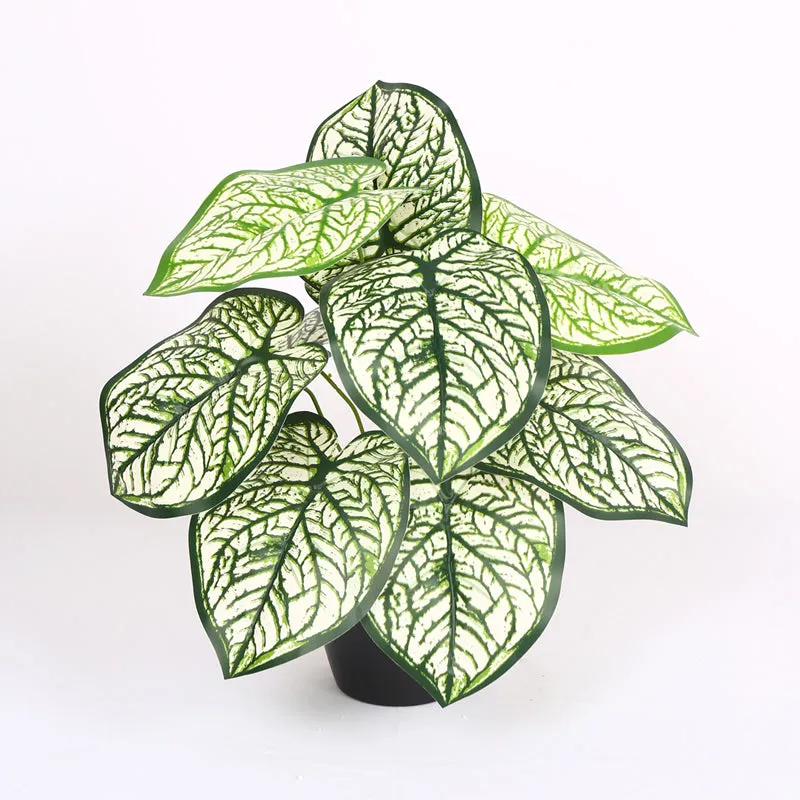 Calena Artificial Caladium With Black Plastic Pot - White media 4