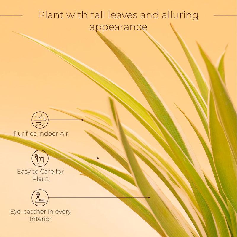 Kyari Spider Plant With Self Watering Pot - White media 4