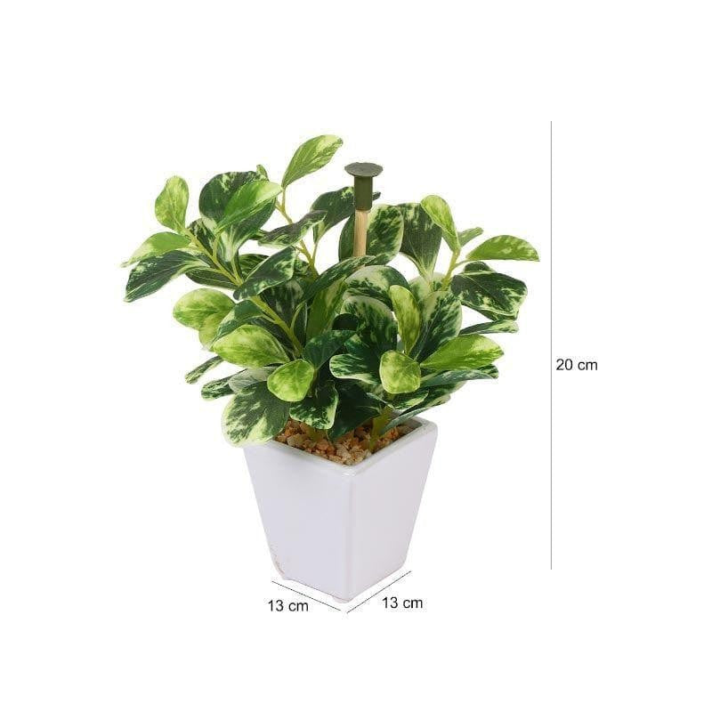 Wandering Jew Faux Bonsai (20 cms) - Dark Green media 5