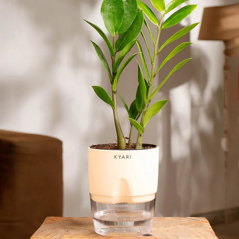 Kyari Zamioculcas Zamiifolia (ZZ) Plant With Self Watering Pot (Ivory) - 18 cm media 1