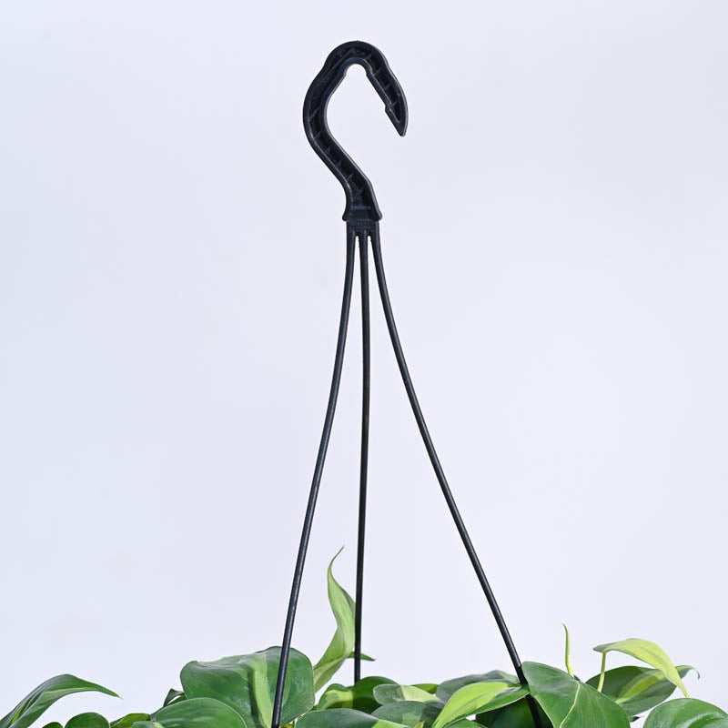 Ugaoo Philodendron Oxycardium Brasil With Hanging Pot media 6