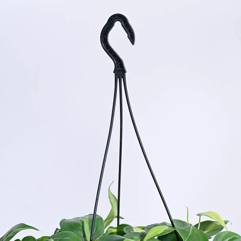 Ugaoo Philodendron Oxycardium Brasil With Hanging Pot media 6