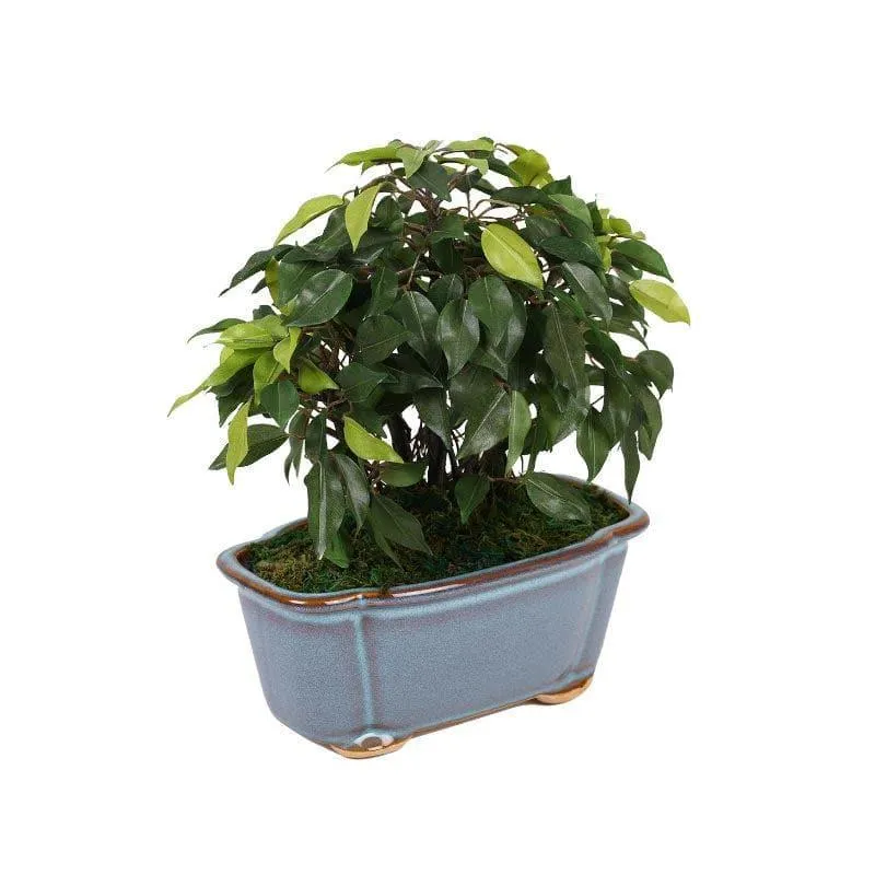 Faux Ficus Bonsai In Tub Pot - 34 cms media 3