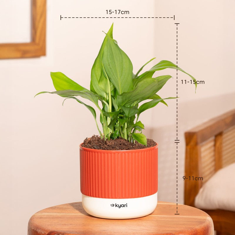 Kyari Peace Lily Plant with Self Watering Pot - Red media 7