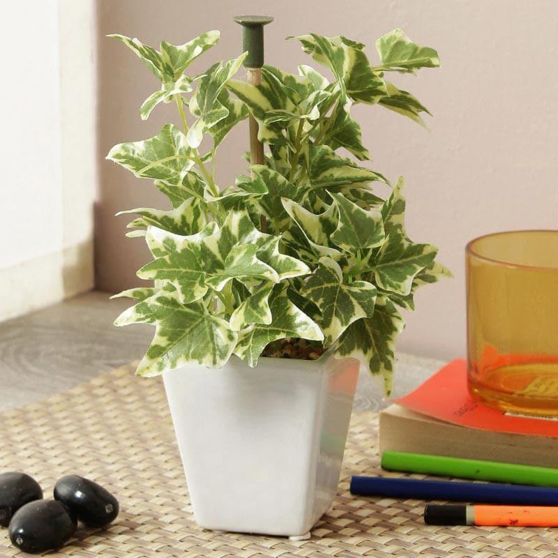 Wandering Jew Faux Bonsai (20 cms) - Light Green media 2