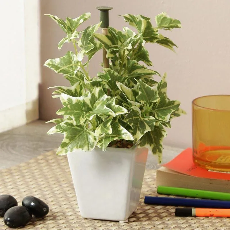 Wandering Jew Faux Bonsai (20 cms) - Light Green media 2