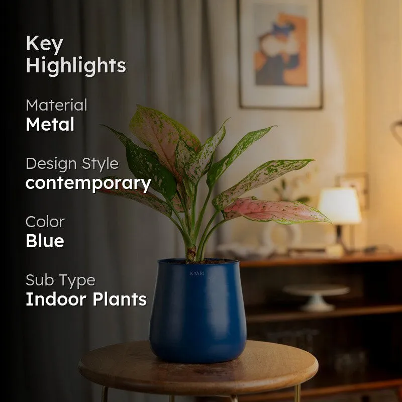 Kyari Aglaonema Valentine Plant With Metal Self Watering Pot - Blue media 2