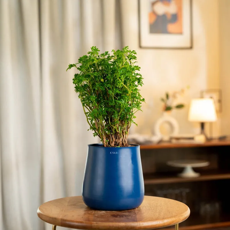 Kyari Aralia Plant With Metal Self Watering Pot (Blue) - 1 Foot media 1