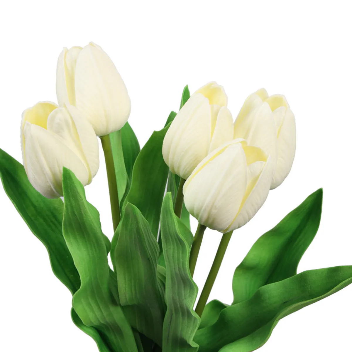 Close-up of white tulip blooms and textured green leaves
