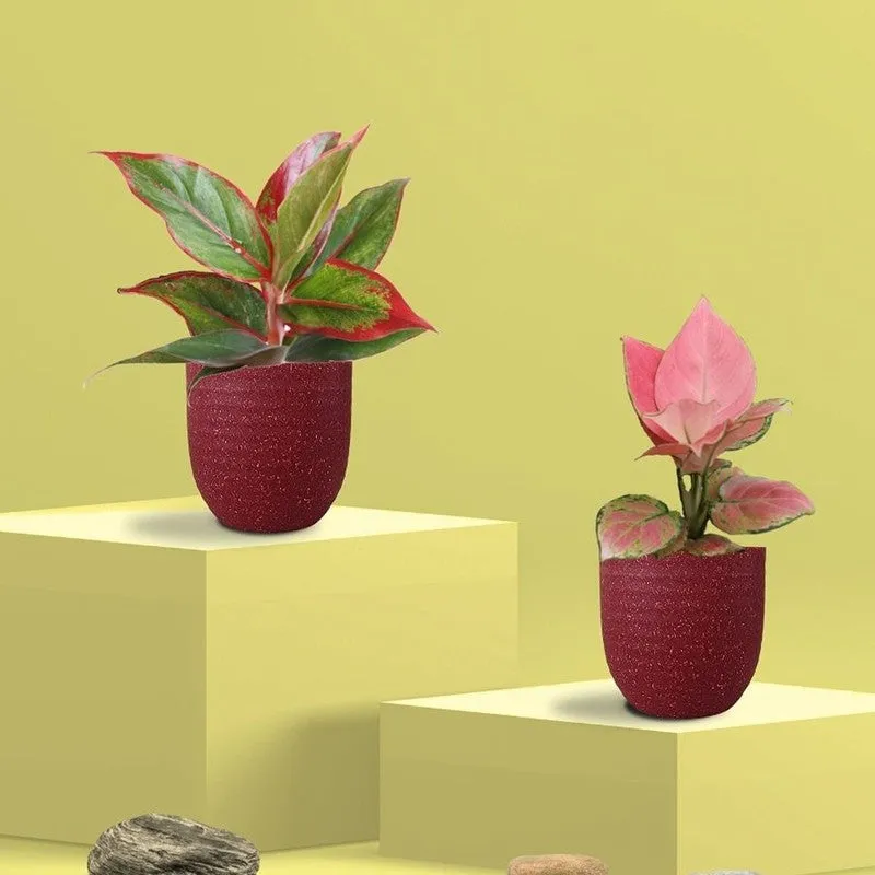 Greenkin Aglaonema Pink & Lipstick Live Plants (Red) - Set Of Two media 3