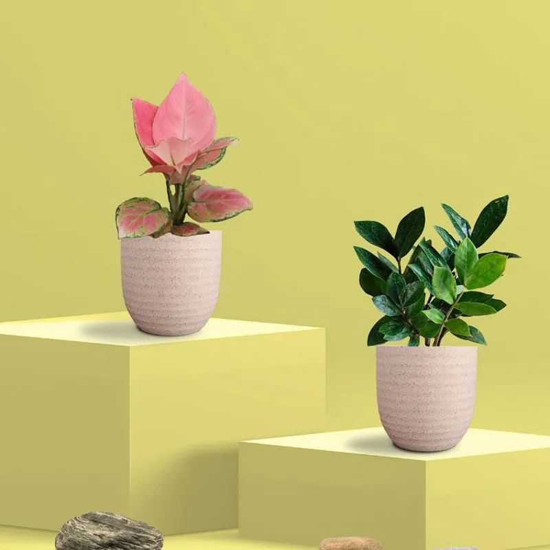 Greenkin ZZ & Aglaonema Pink Live Plants (Ivory) - Set Of Two media 3