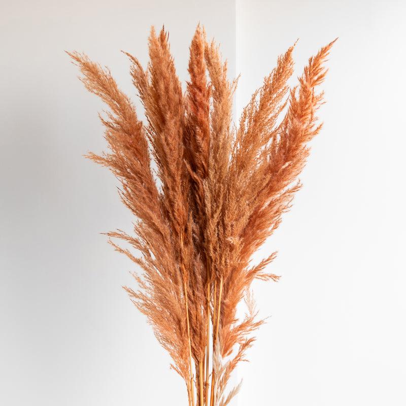 Sittora Pampas Stick (Honey) - Set Of Ten media 3