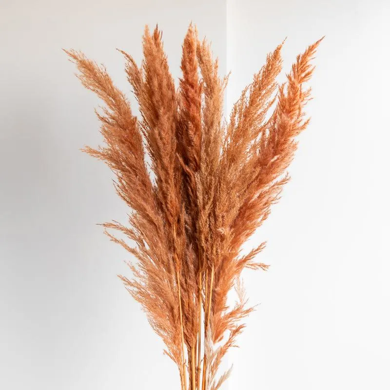 Sittora Pampas Stick (Honey) - Set Of Ten media 3