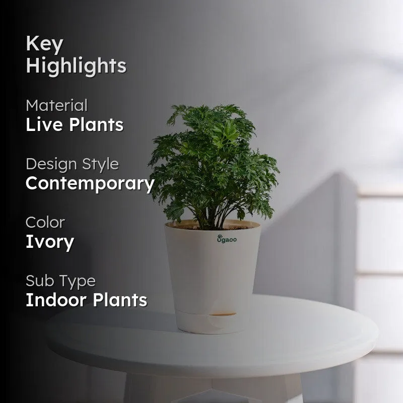Ugaoo Aralia Golden Plant media 2