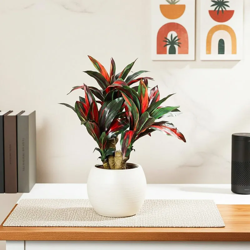 Faux Dracaena Bonsai (35 cms) - Green & Red media 1