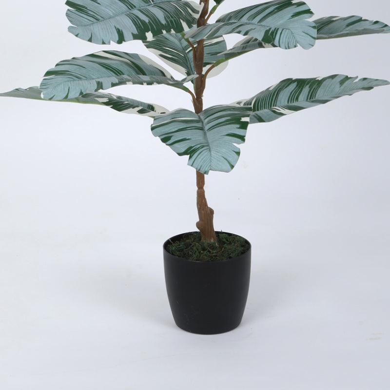 Faux White Calathea Plant With Black Plastic Pot - 2.46 ft media 4