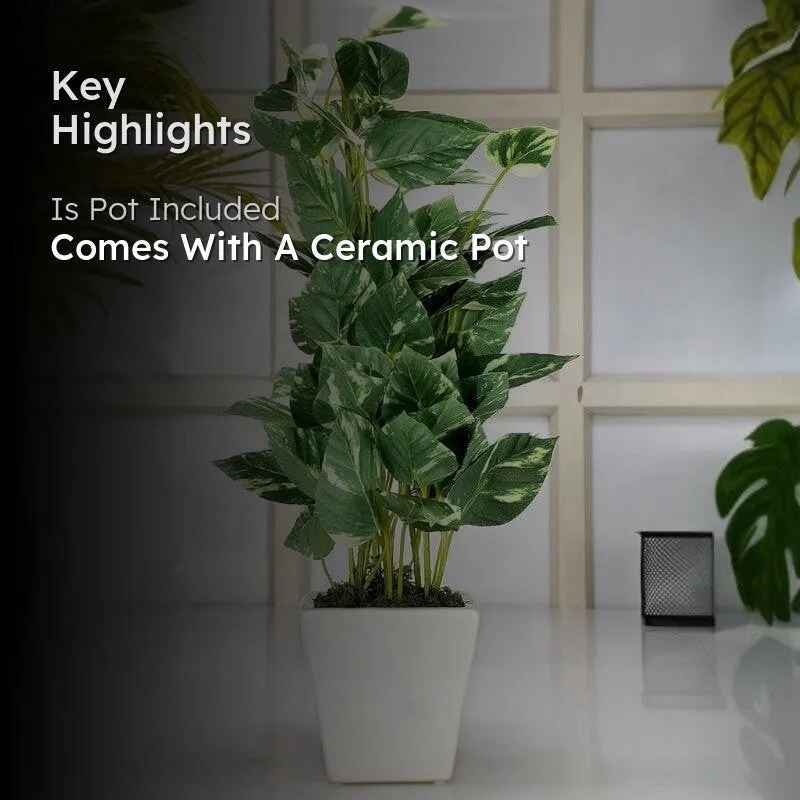 Faux Pothos Bonsai In Cone Pot (50 cms) - Big media 2
