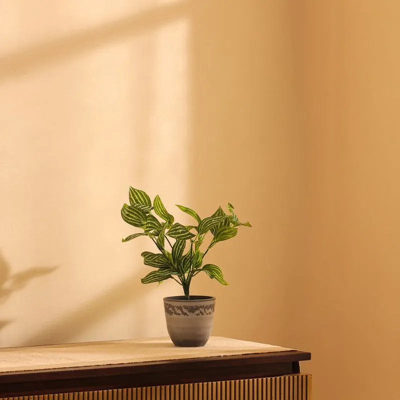 Artificial Fittonia Plant With Black Plastic Pot (0.8 Ft) - Set Of Two media 4