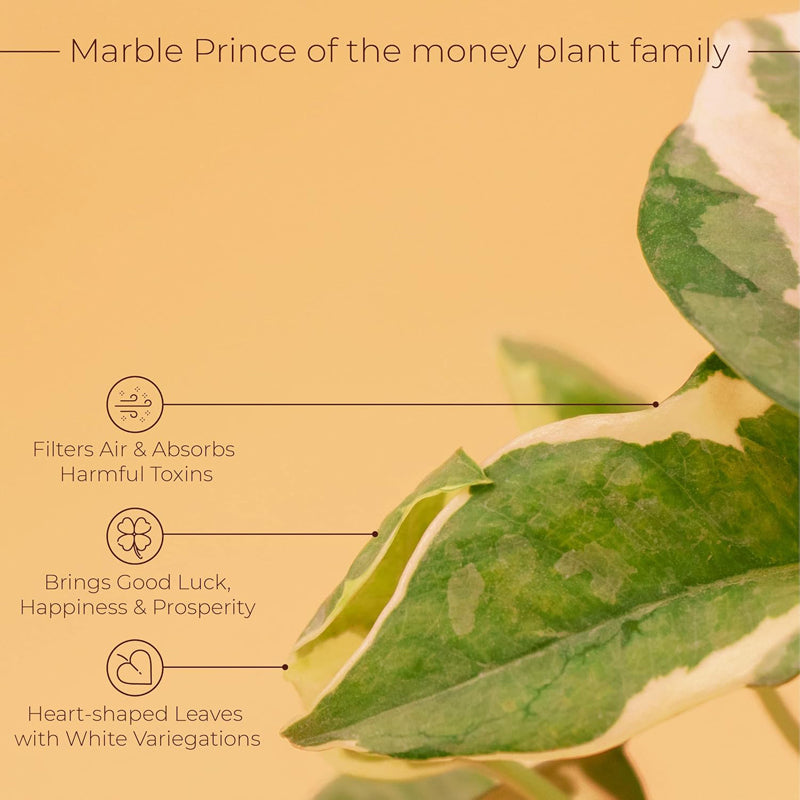 Kyari Viridian Money Plant With Self Watering Pot - Black media 4