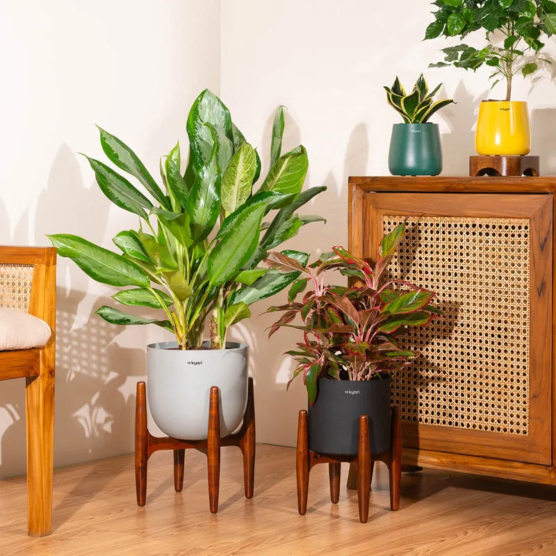 Kyari Agalonema Ice Plant With Metal Self Watering Pot (Orange) - 2.4 Feet - 4