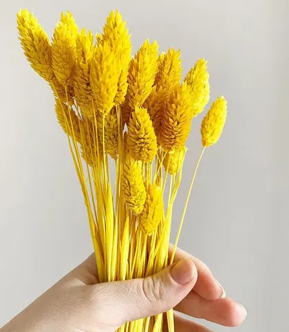 Dried Flowers & Leaves