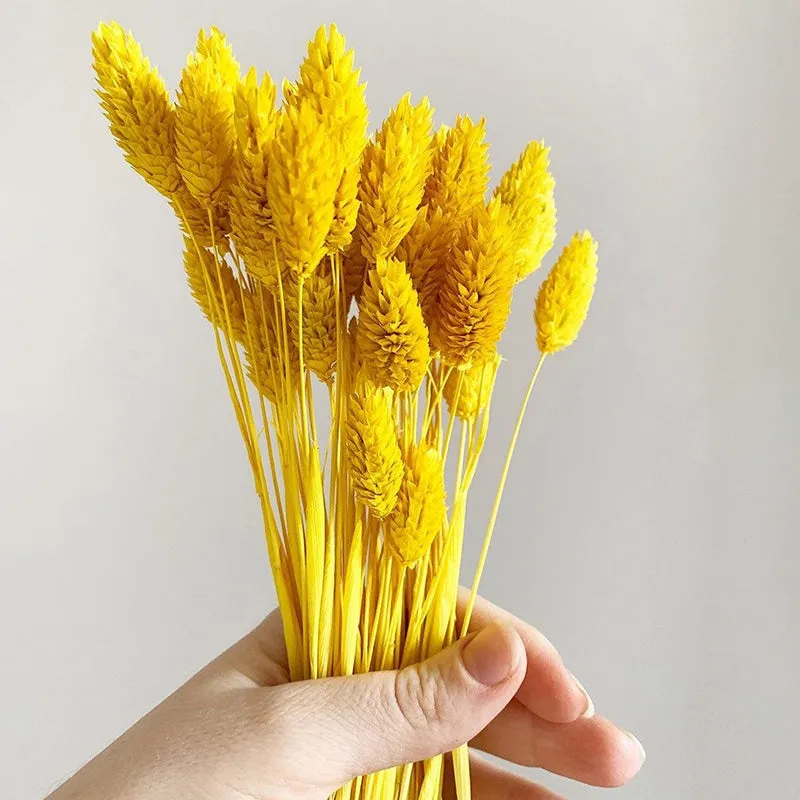 Dried Phalaris Flower Bunch (Yellow) - Set Of Thirty media 1
