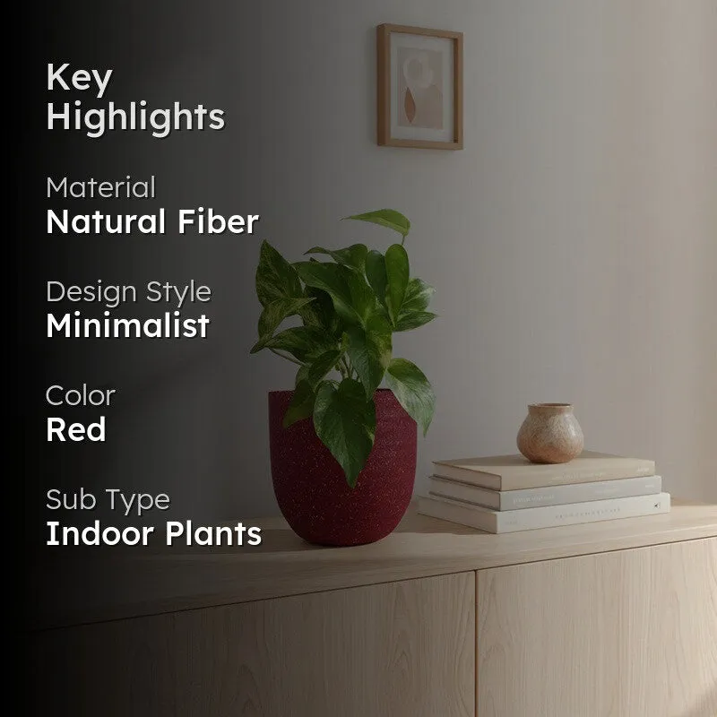 Greenkin Money Plant Gold King Live Plant - Red media 2