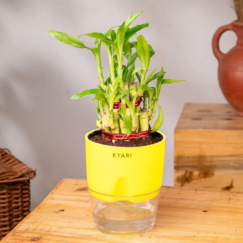 Kyari 2-Layer Lucky Bamboo With Self Watering Pot (Yellow) - 18 cm media 3