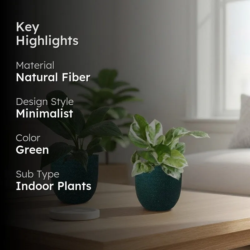 Greenkin Lily & Njoy Live Plants (Green) - Set Of Two media 2