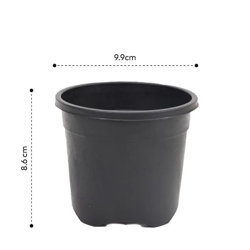 Ugaoo Garden Black Plastic Pot (9.9 CM) - Set Of Twelve media 5