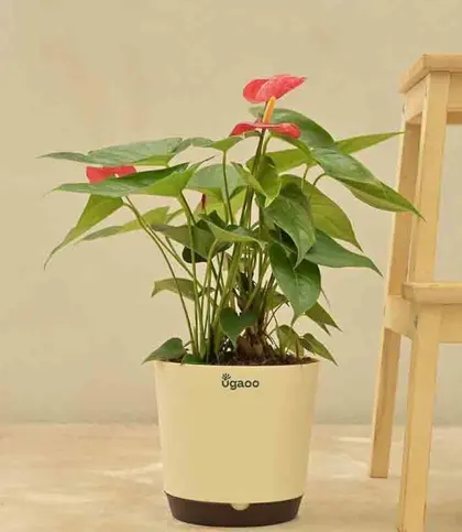 Live Plants