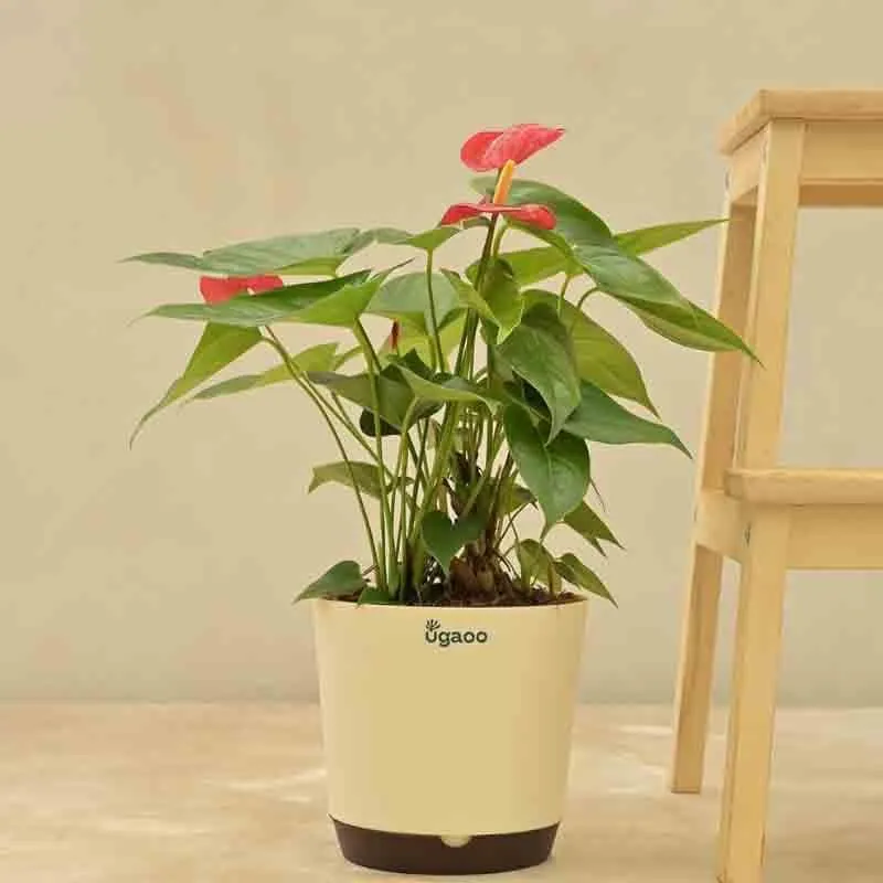 Ugaoo Anthurium Red Flamingo Plant - Big media 1