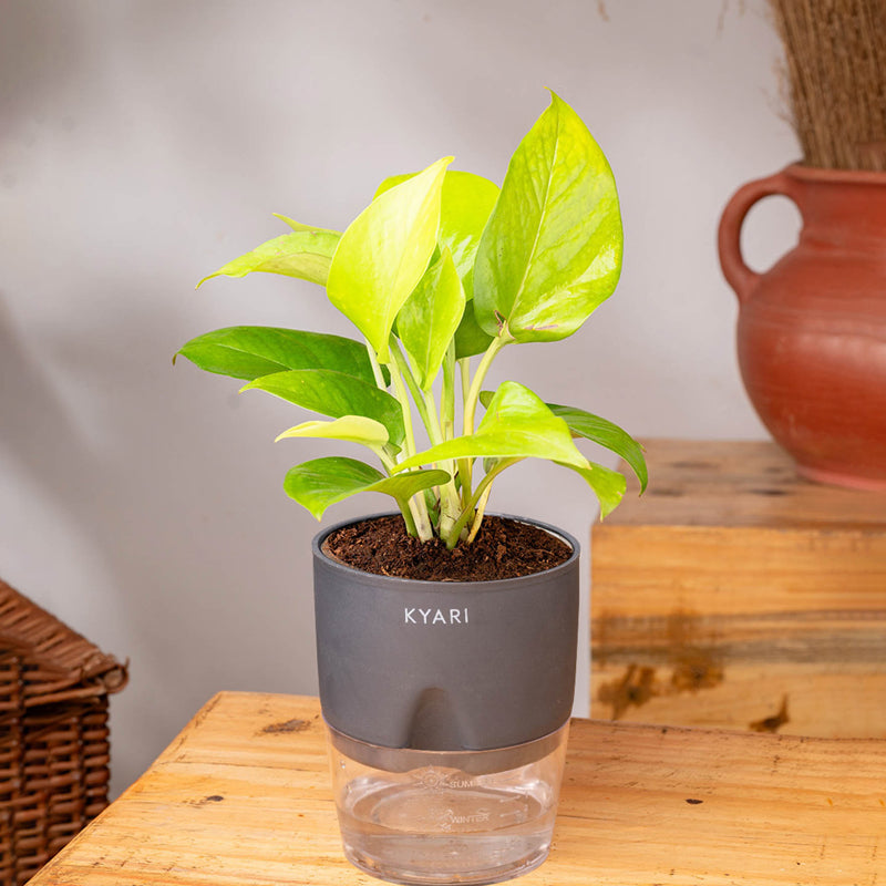 Kyari Golden Pothos With Self Watering Pot (Grey) - 18 cm media 4