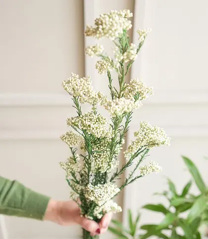 Dried Flowers & Leaves