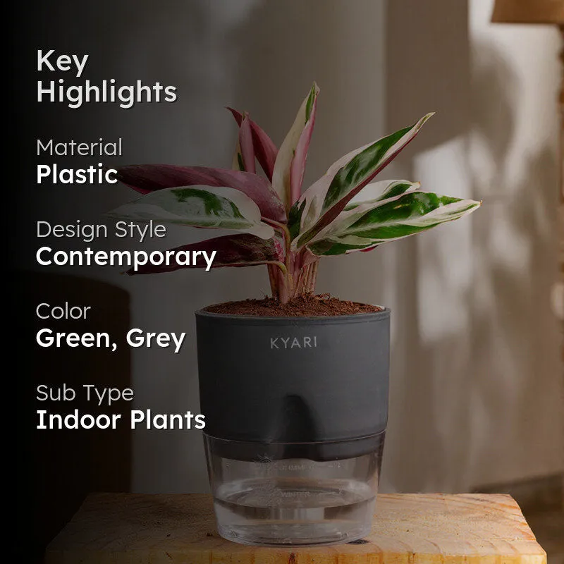 Kyari Calathea Plant With Self Watering Pot (Grey) - 18 cm media 2