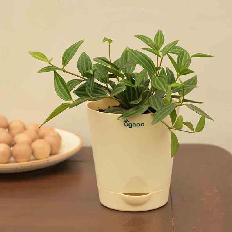 Ugaoo Peperomia Angulata Plant media 4