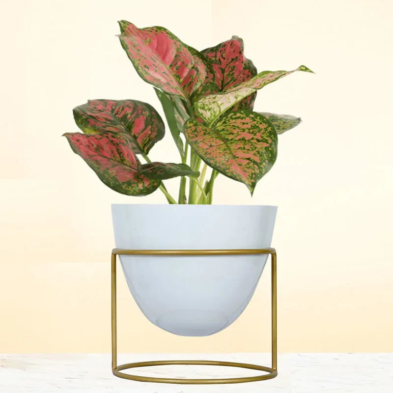 Trudene Metal Pot With Stand - White & Gold media 2