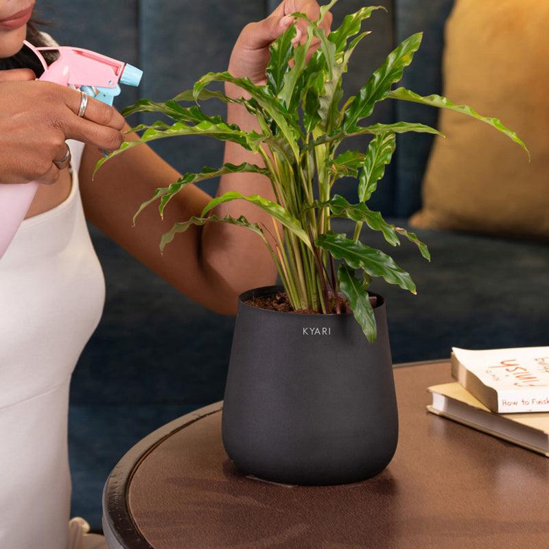 Kyari Calathea Rufibarba With Metal Self Watering Pot - Black media 4