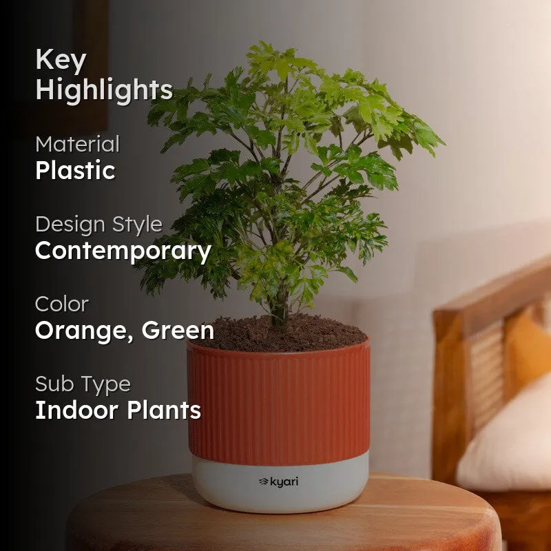 Kyari Aralia Green with Self Watering Pot - Red media 2