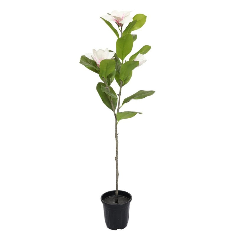 AuraBloom Artificial Mangolia Plant With Black Plastic Pot - 3.4 Feet media 7