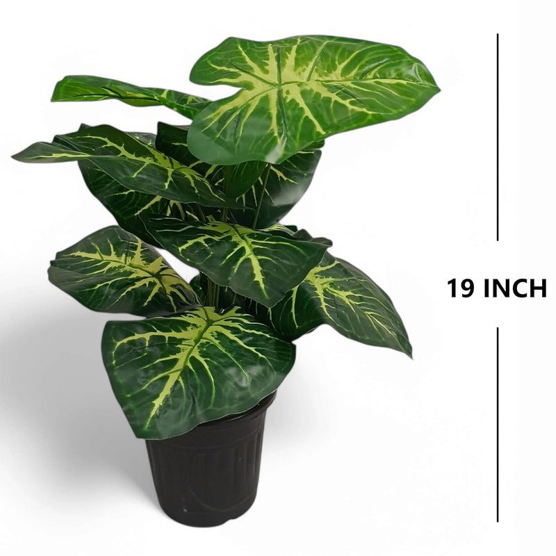 Rootella Artificial Alocasia Plant - 1.5 Feet media 7