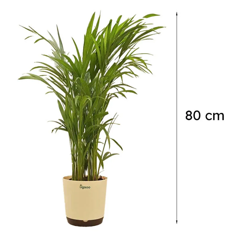Ugaoo Lush Green Areca Palm Live Plant media 7